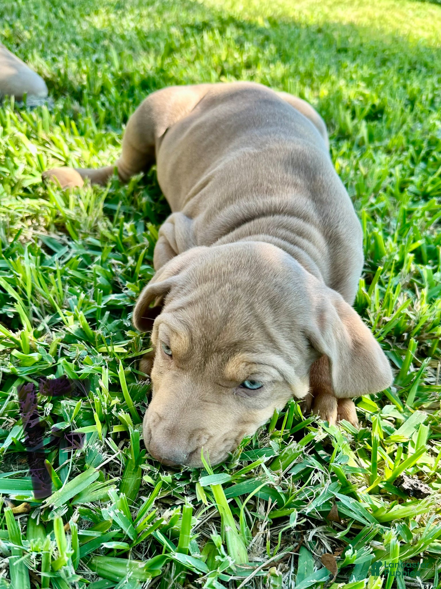 Catahoula Leopard Dog dogs Catahoula Leopard Dog Puppy 6 - Ad 11