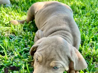 Catahoula Leopard Dog dogs Catahoula Leopard Dog Puppy 6 - Ad 11