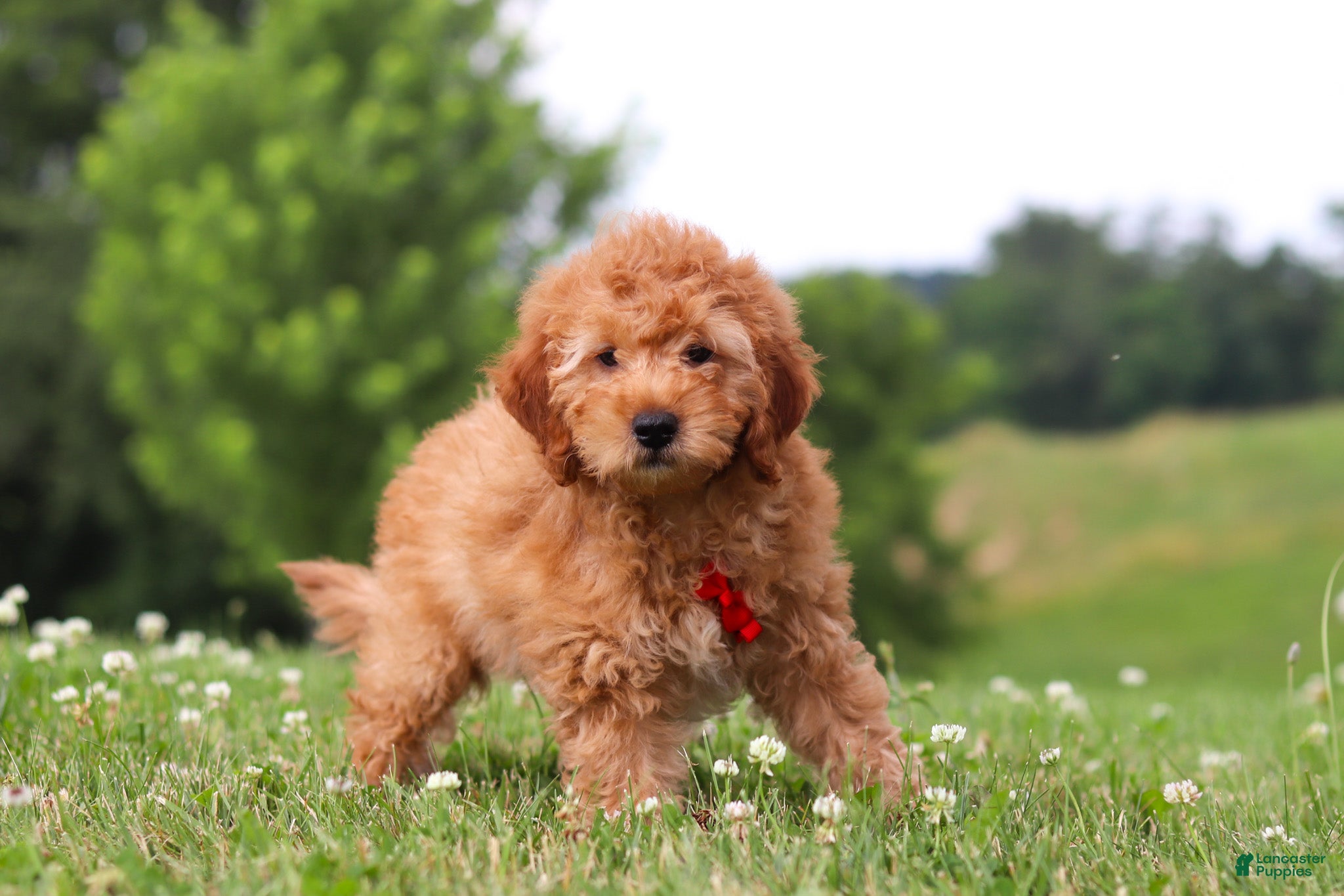 Mini Goldendoodle dogs Chase - Ad 2