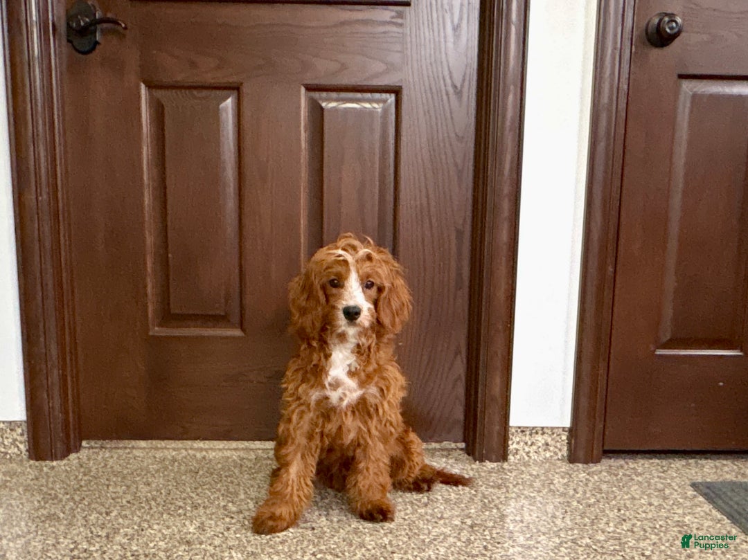 Cavapoo dogs for sale: Davey F1 - Ad 4