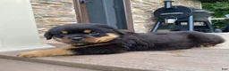 Rottweiler dogs for sale: Apollo - Ad 5
