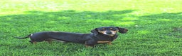 Miniature Dachshund dogs for sale: Prince   - Ad 11