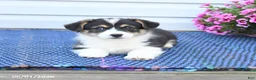 Welsh Corgi Pembroke dogs for sale: Jasper - Ad 4