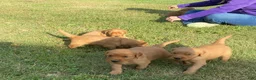 Golden Retriever dogs for sale: Golden Retriever 1 (Red) - Ad 4