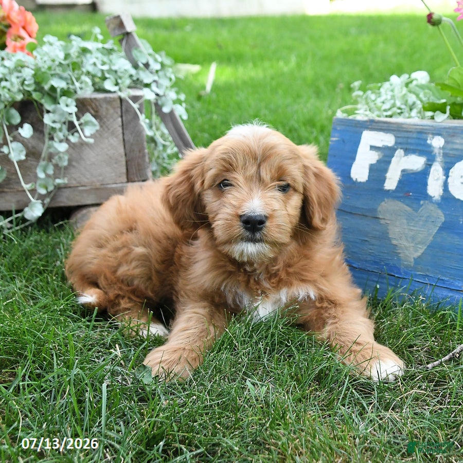 Cavapoo dogs Rover - Ad 2