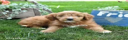 Cavapoo dogs for sale: Rover - Ad 2