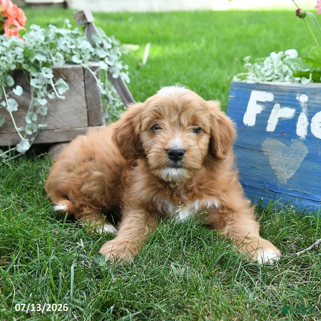 Cavapoo dogs for sale: Rover - Ad 2