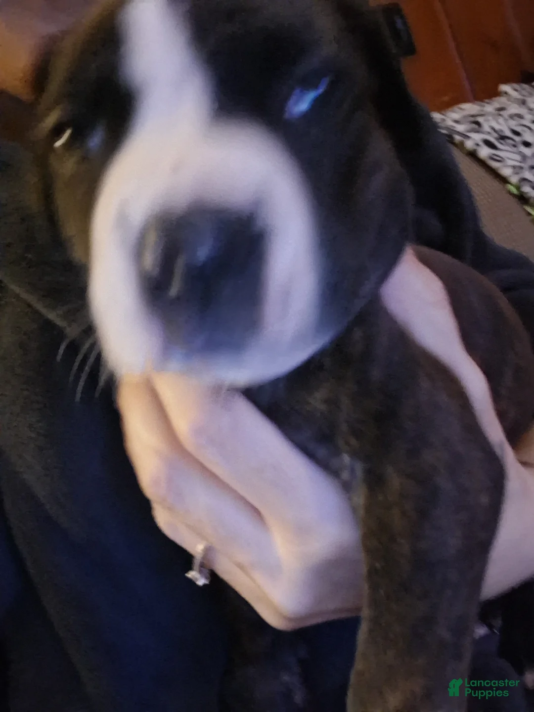 Mixed Breed dogs for sale: Mixed Breed Puppy 3 - Ad 2