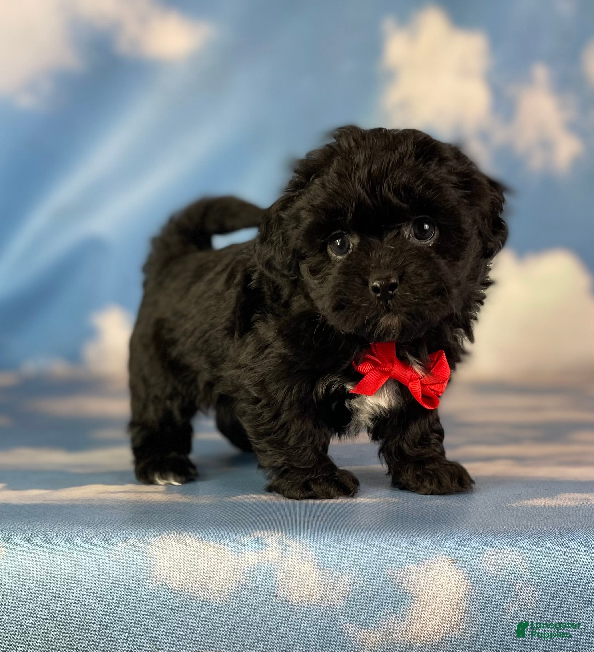 Peekapoo Maltipoo Pekingese Mix Teacup Peekapoo Cost Store