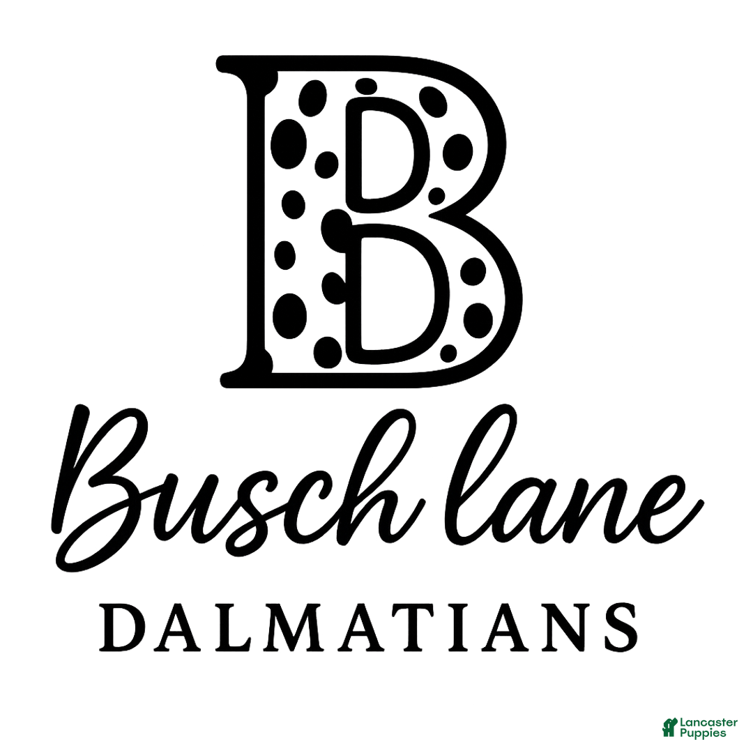 Dalmatian dogs for sale: Lila - Ad 10