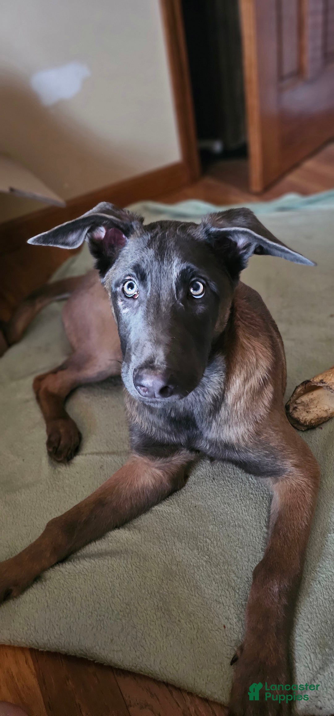 Belgian Malinois dogs for sale: "Vinnie" Belgian Malinois - Ad 1