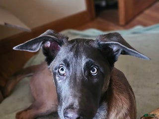 Belgian Malinois dogs "Vinnie" Belgian Malinois - Ad 21