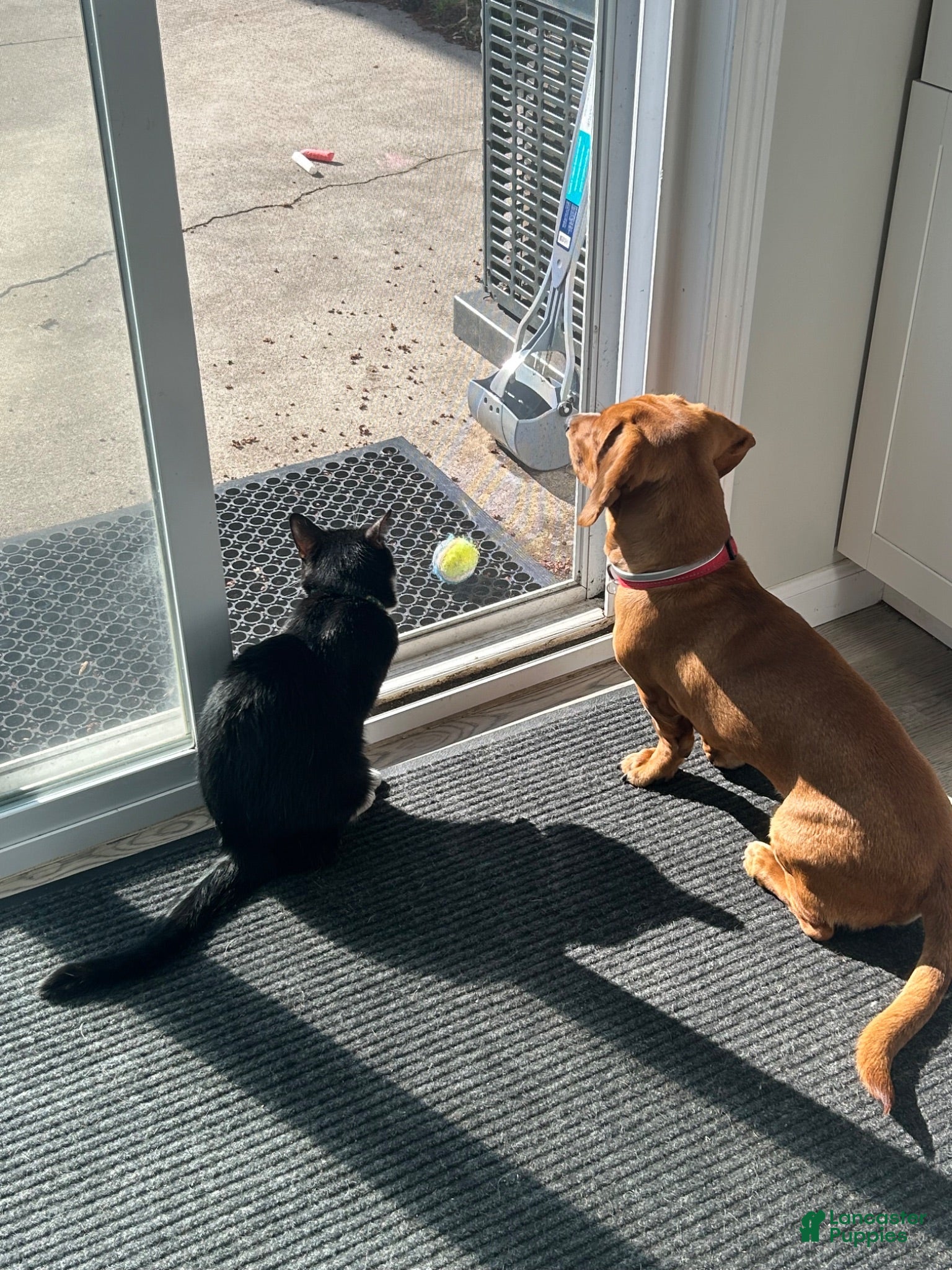 Dachshund dogs Copper and who? - Ad 31