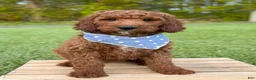 Irish Doodle dogs for sale: Copper - Ad 4