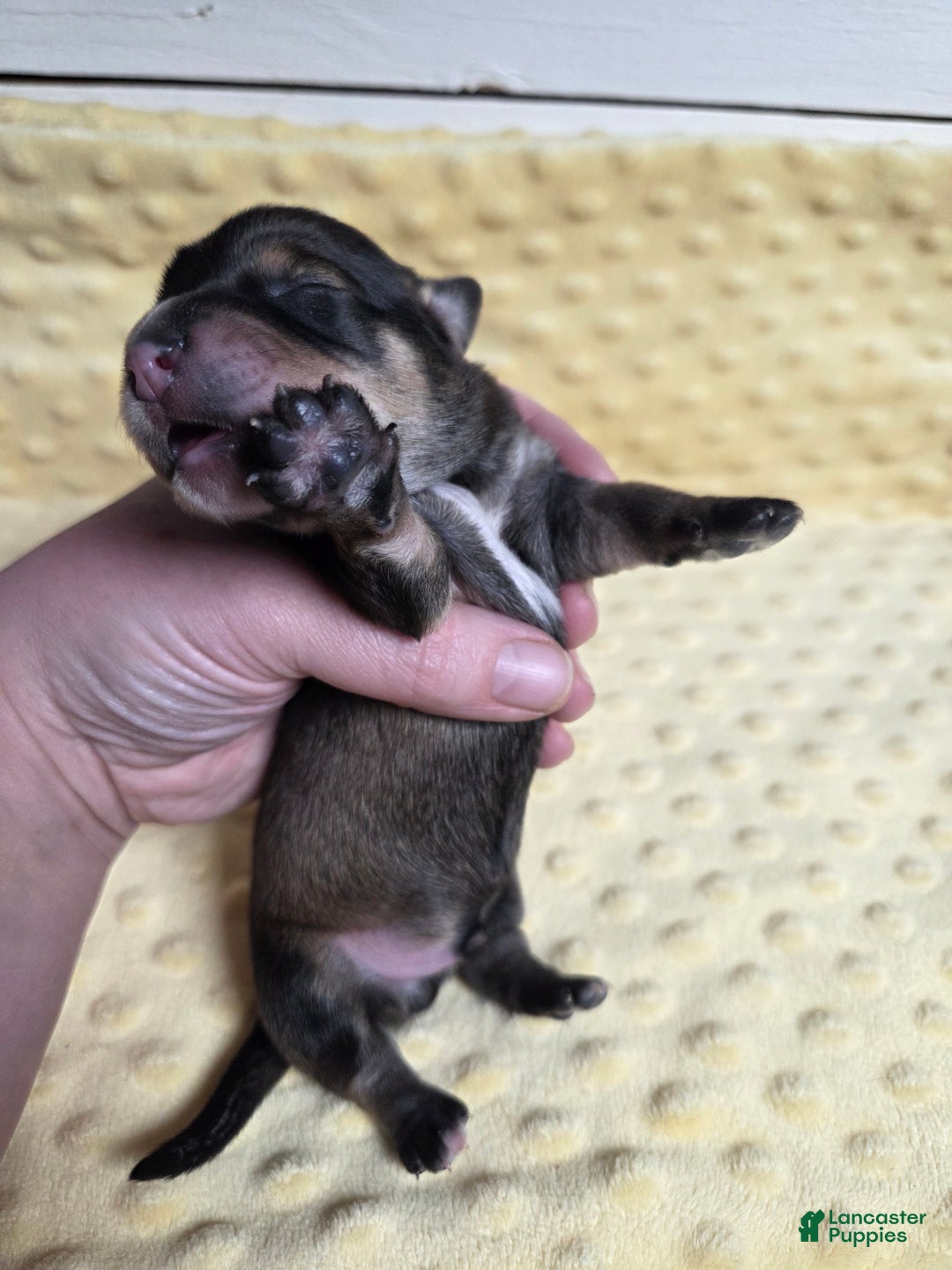 Mixed Breed dogs for sale: Elf - Ad 2