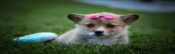 Welsh Corgi Pembroke dogs for sale: Shelby🎀 - Ad 13