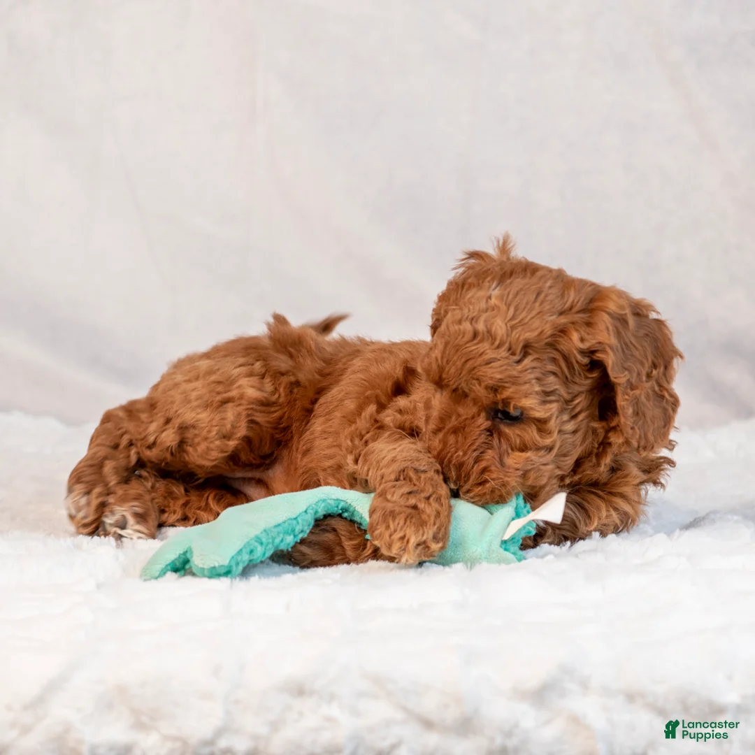 Mini Goldendoodle dogs for sale: Biscuit - Ad 4