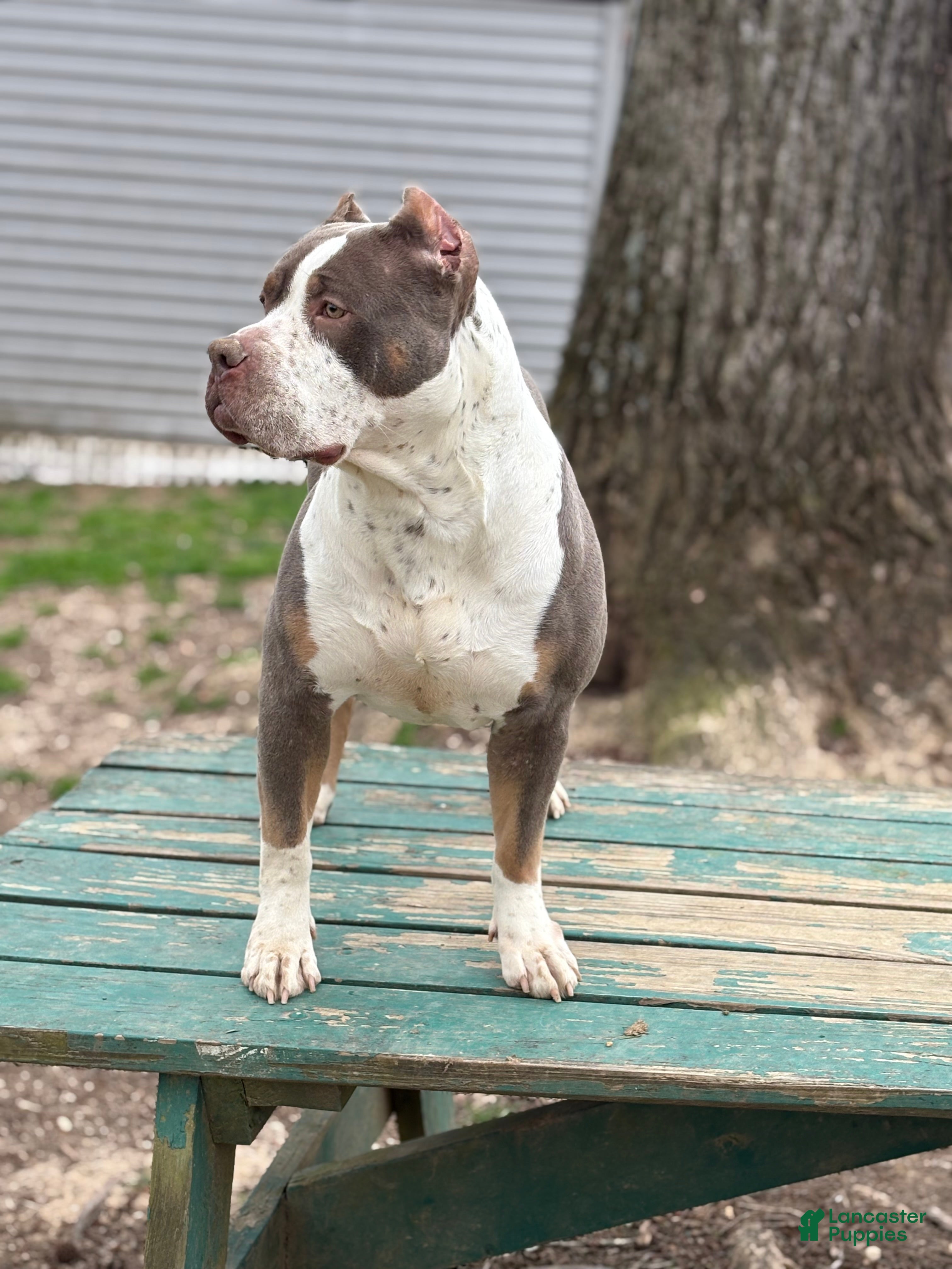 American Bully dogs Brodie - Ad 2
