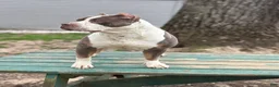 American Bully dogs for sale: Brodie - Ad 2