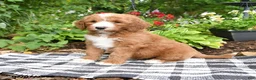 Goldendoodle dogs for sale: Raffi - Ad 5