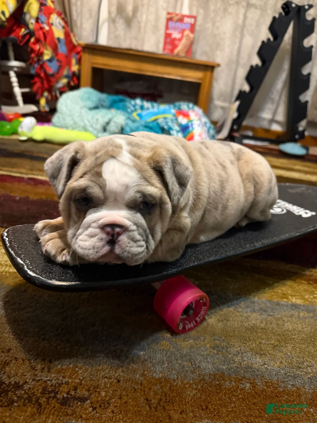 English Bulldog dogs for sale: Anja - Ad 1