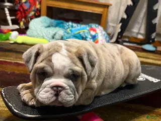 English Bulldog dogs Anja - Ad 17