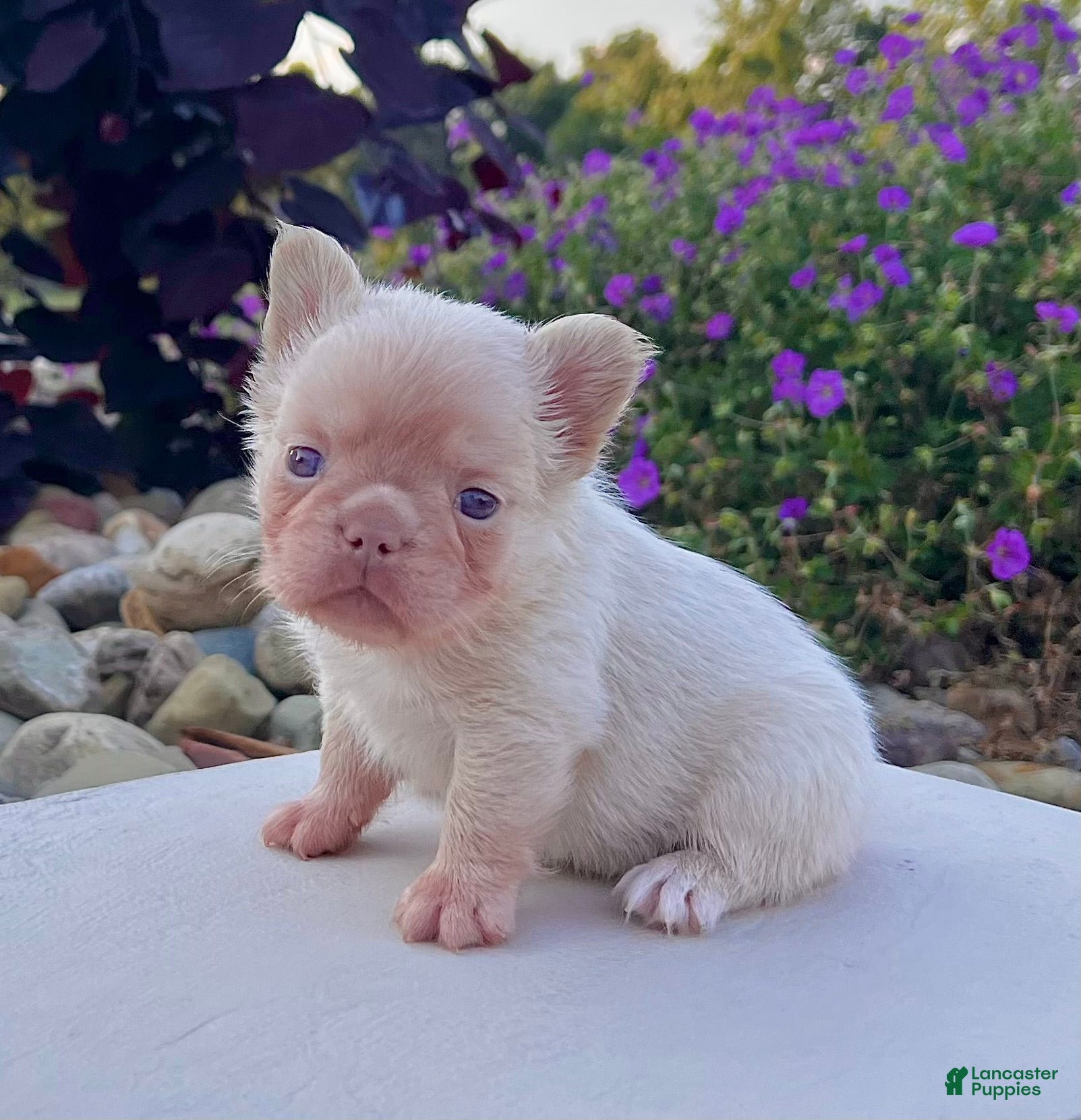 French Bulldog dogs Babe - Ad 1