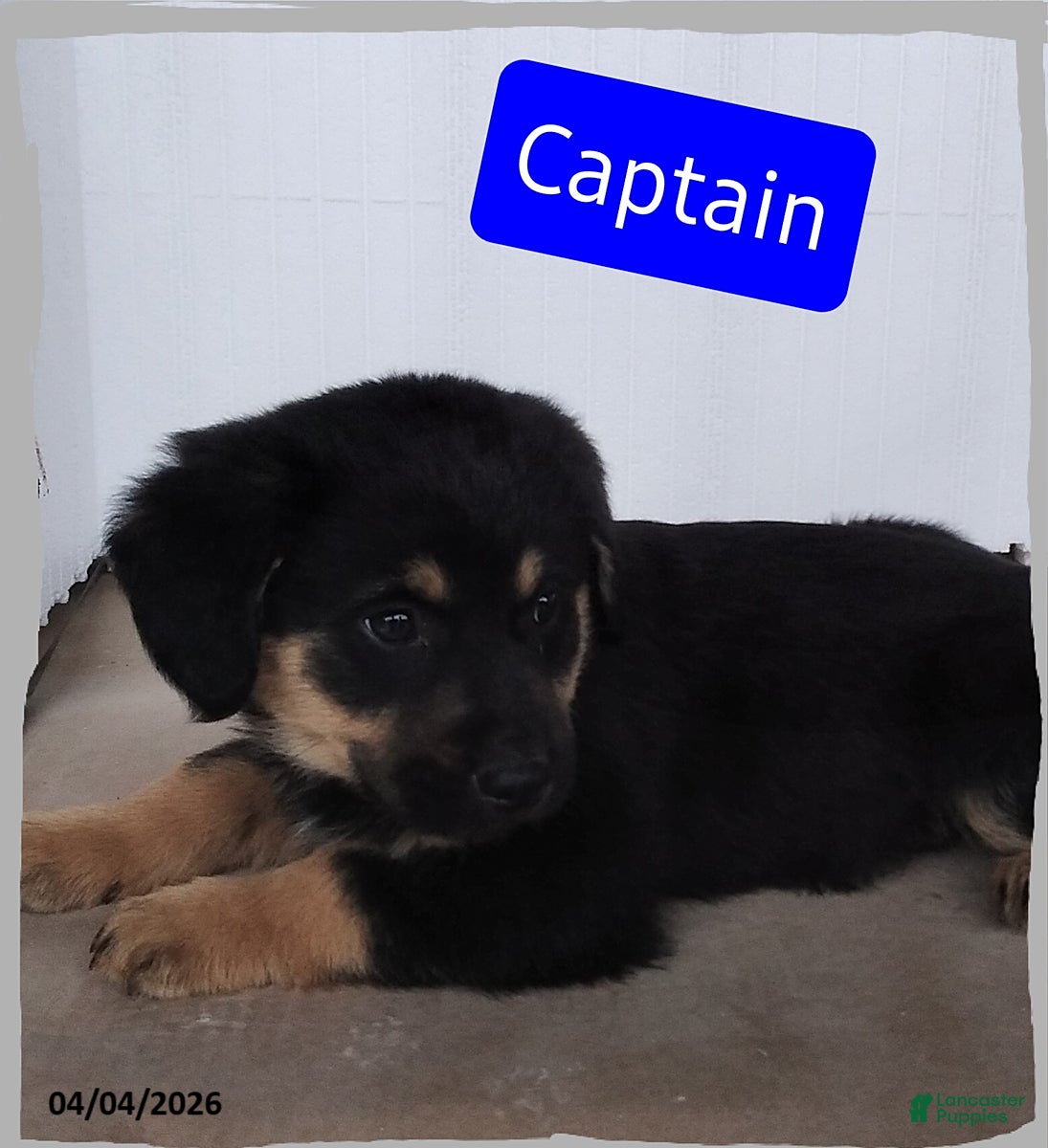 Mixed Breed dogs Captain - Ad 1
