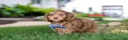 Cockapoo dogs for sale: Leo - Ad 7