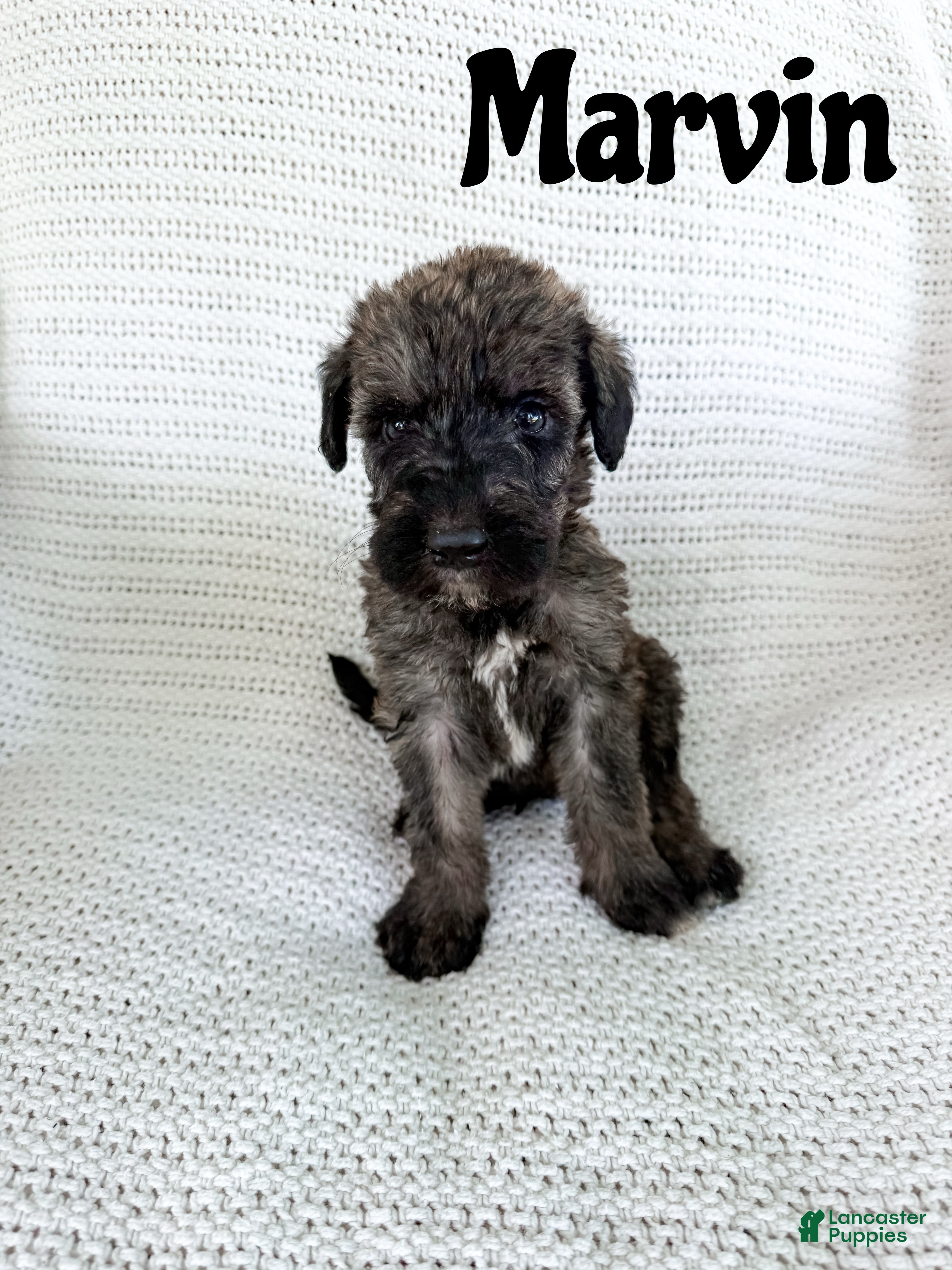 Mixed Breed dogs Marvin - Ad 1