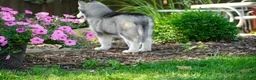 Siberian Husky dogs for sale: Layla - Ad 2