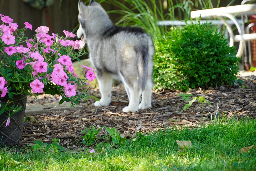 Siberian Husky dogs for sale: Layla - Ad 2