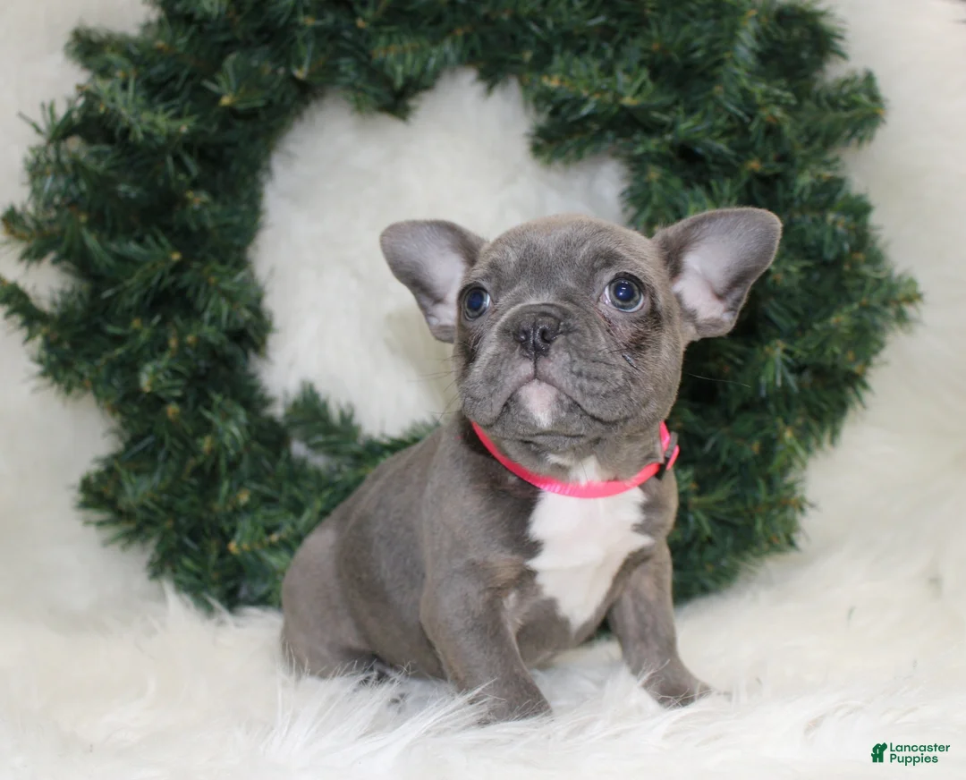 Mixed Breed dogs for sale: Sage - Ad 5