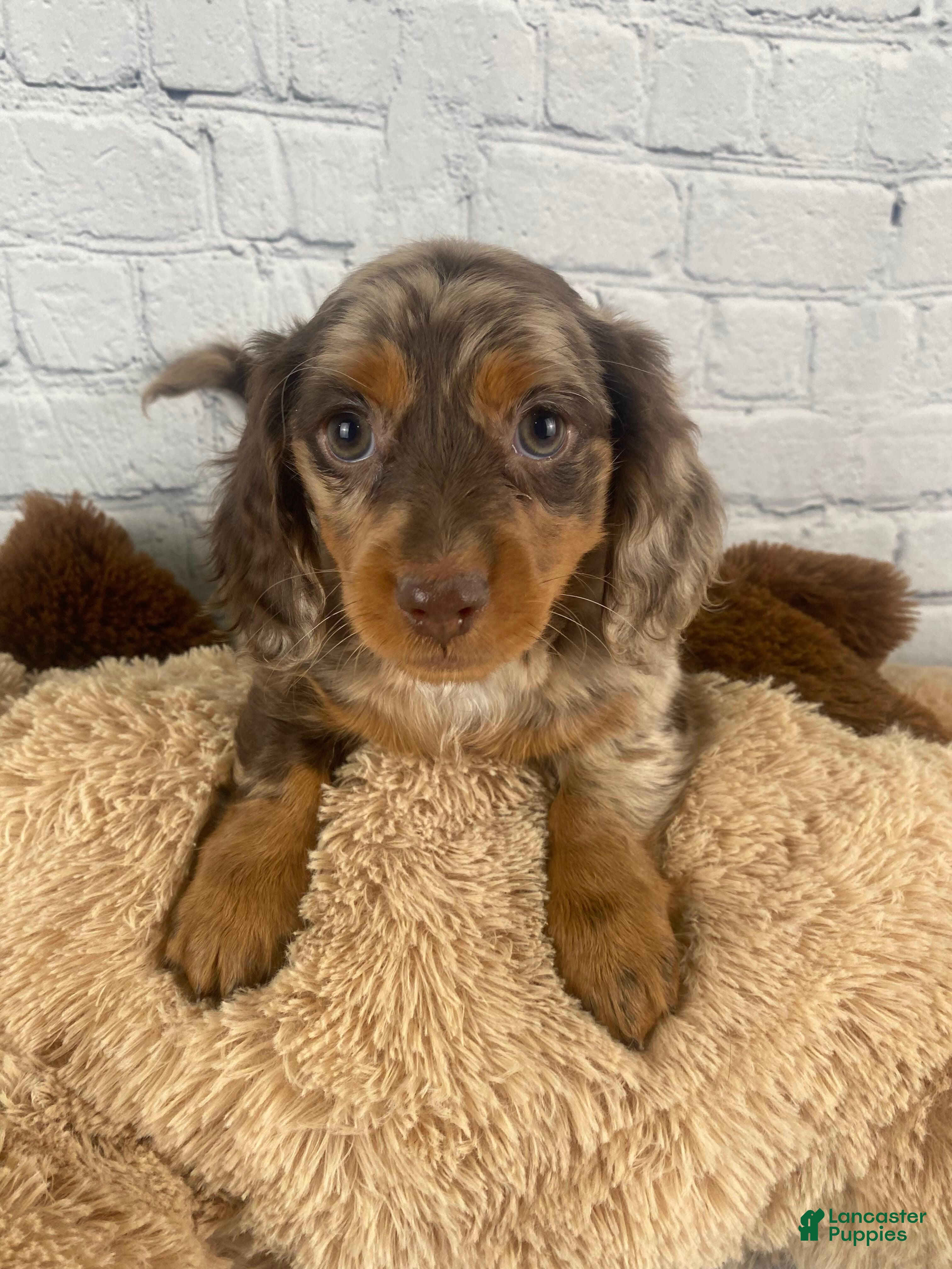 Miniature Dachshund dogs Nellie - Ad 1