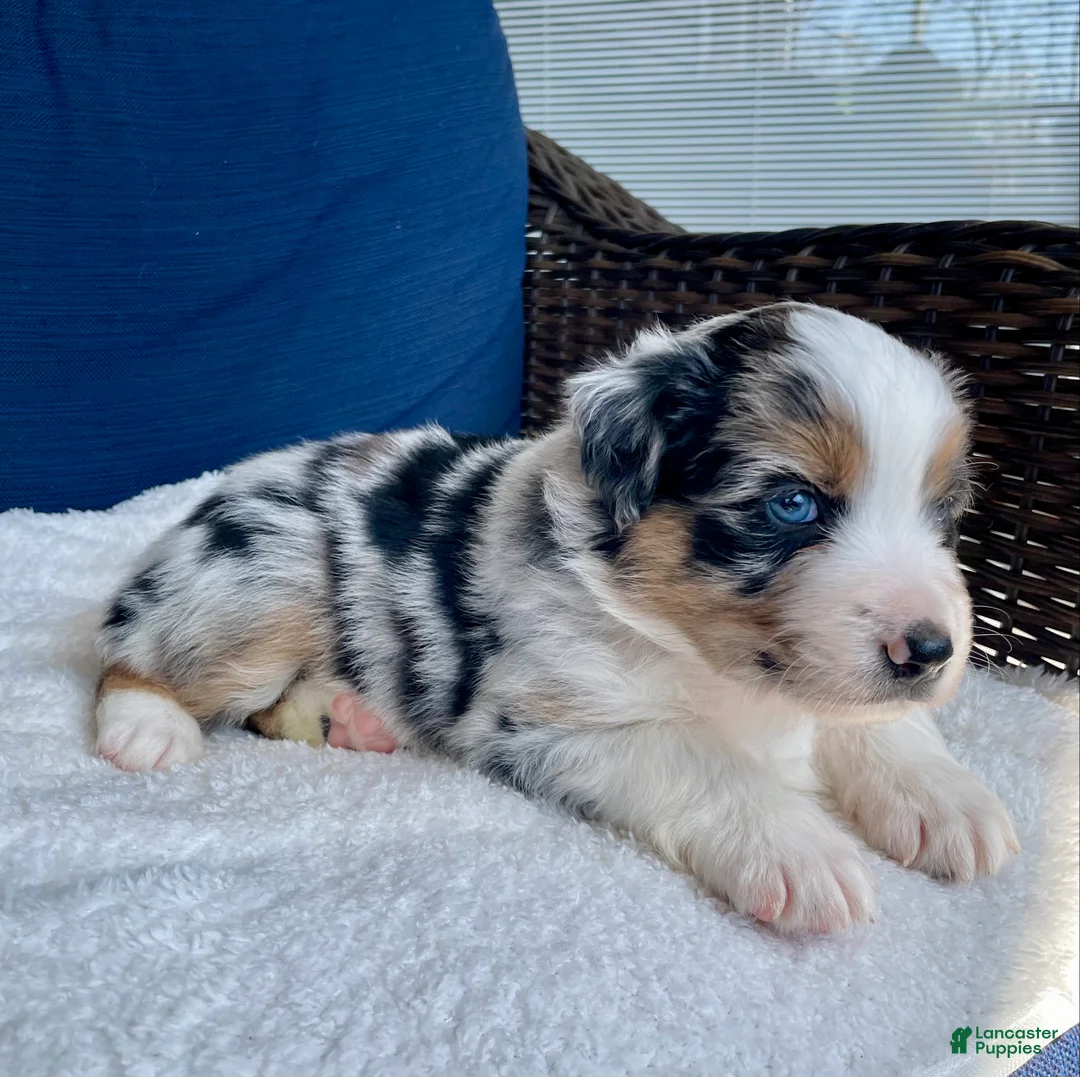 Australian Shepherd dogs for sale: Diego - Ad 2
