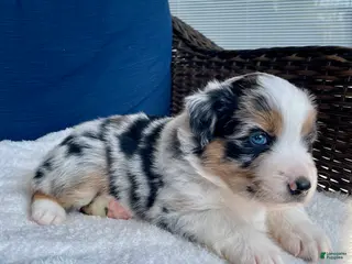 Australian Shepherd dogs Diego - Ad 16