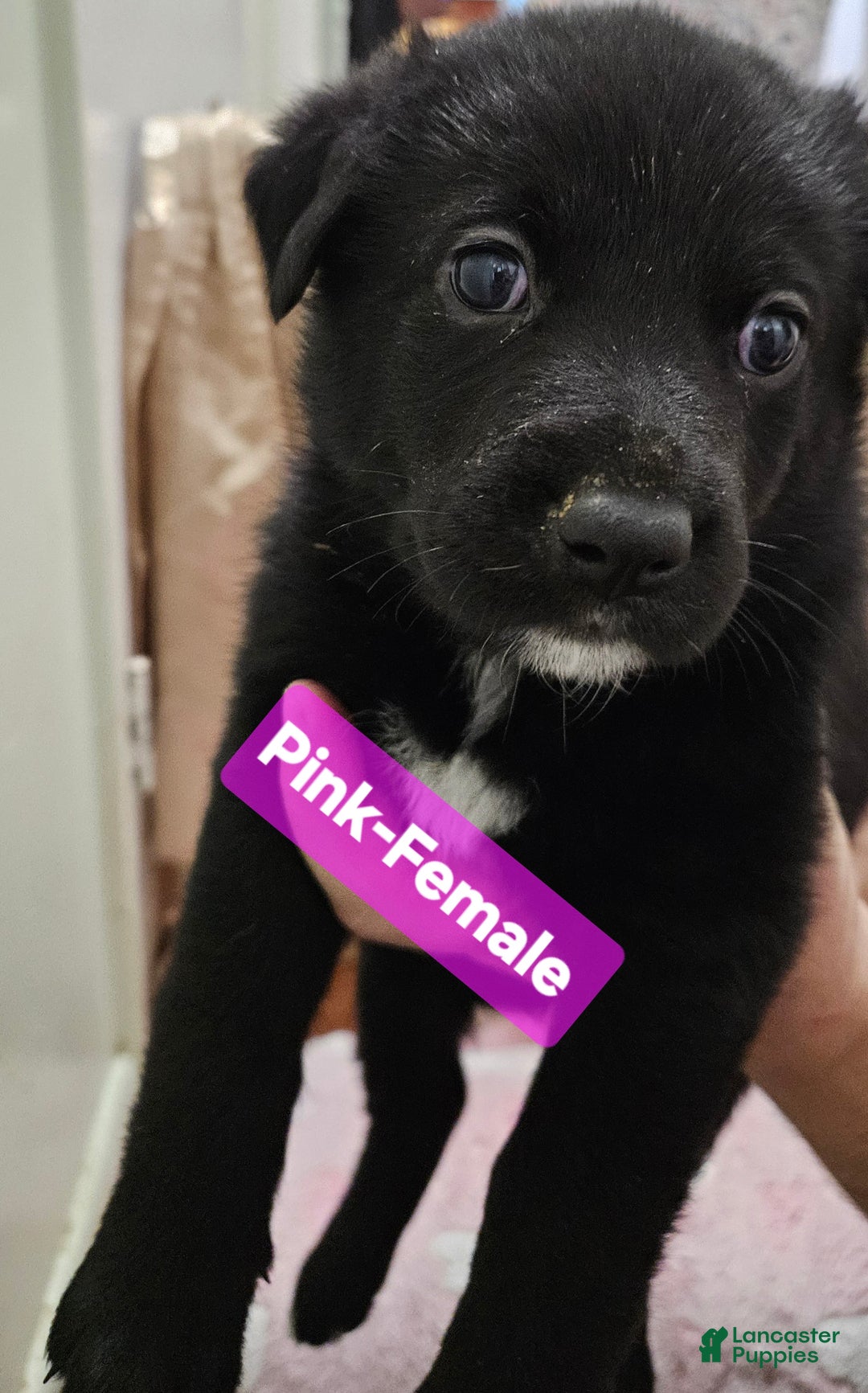 Mixed Breed dogs for sale:  Puppy 8 Pink - Ad 3