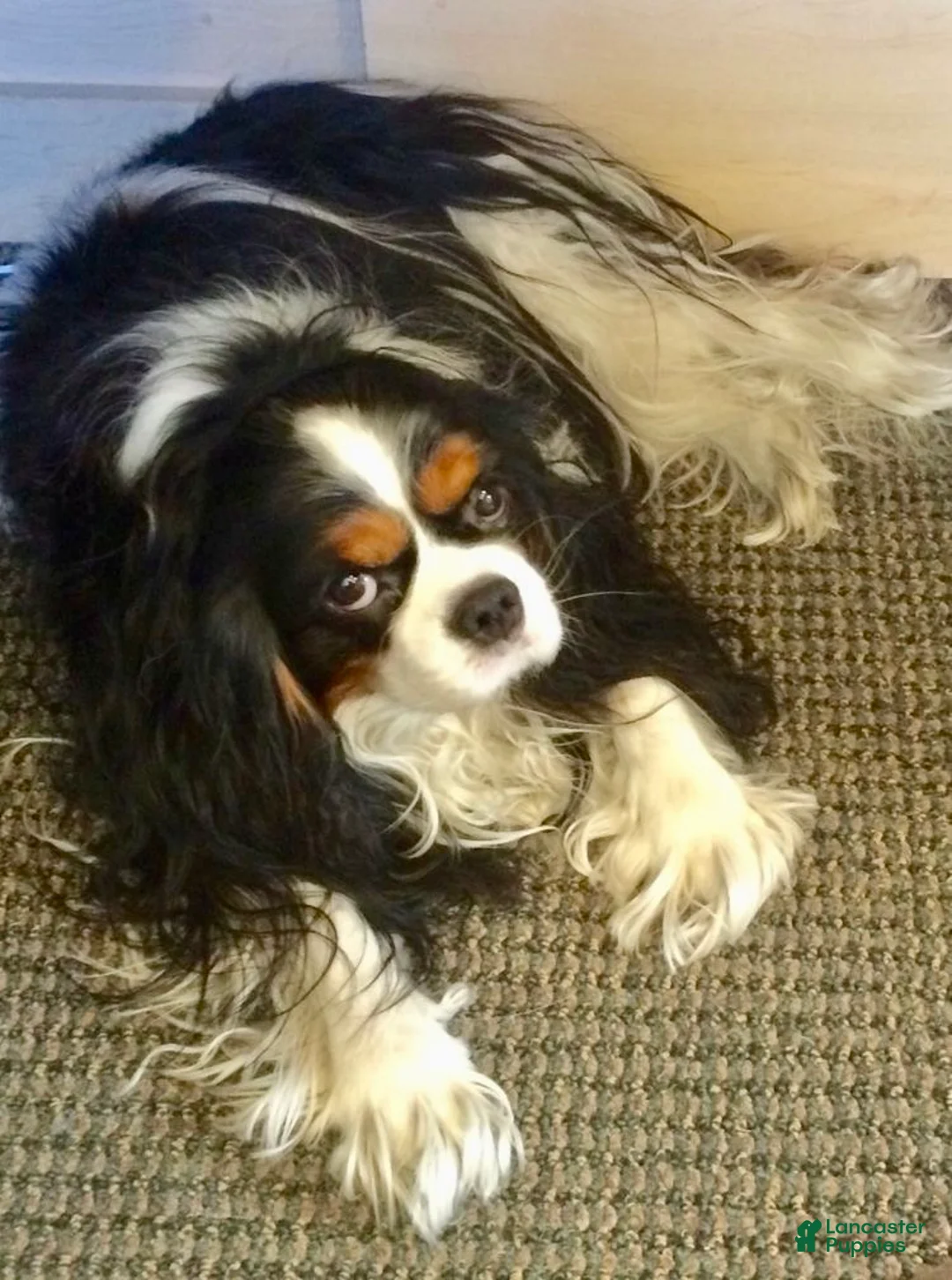 Cavapoo dogs for sale: Joe Wengerd - Ad 6