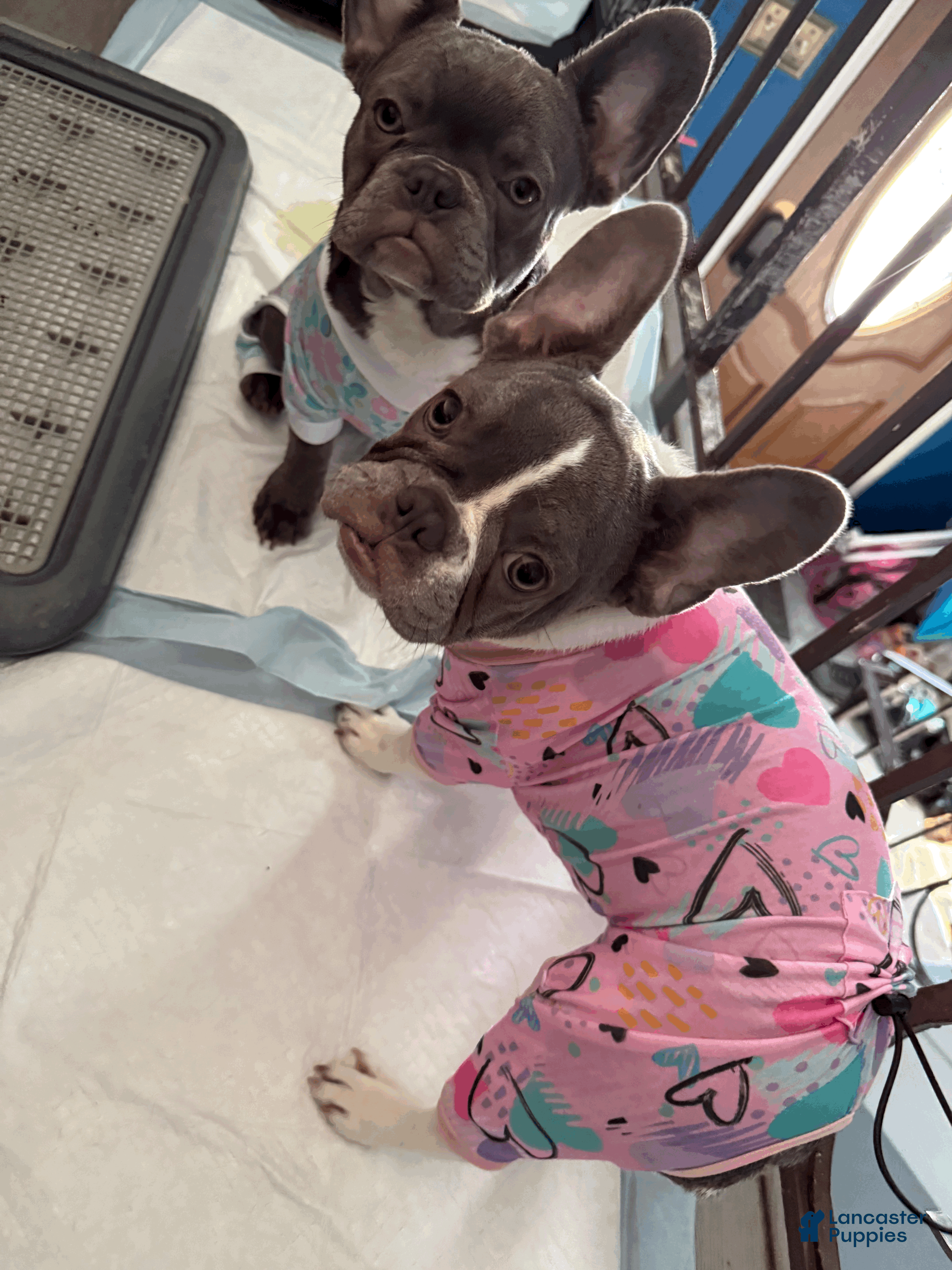 French Bulldog dogs PUA - Ad 2