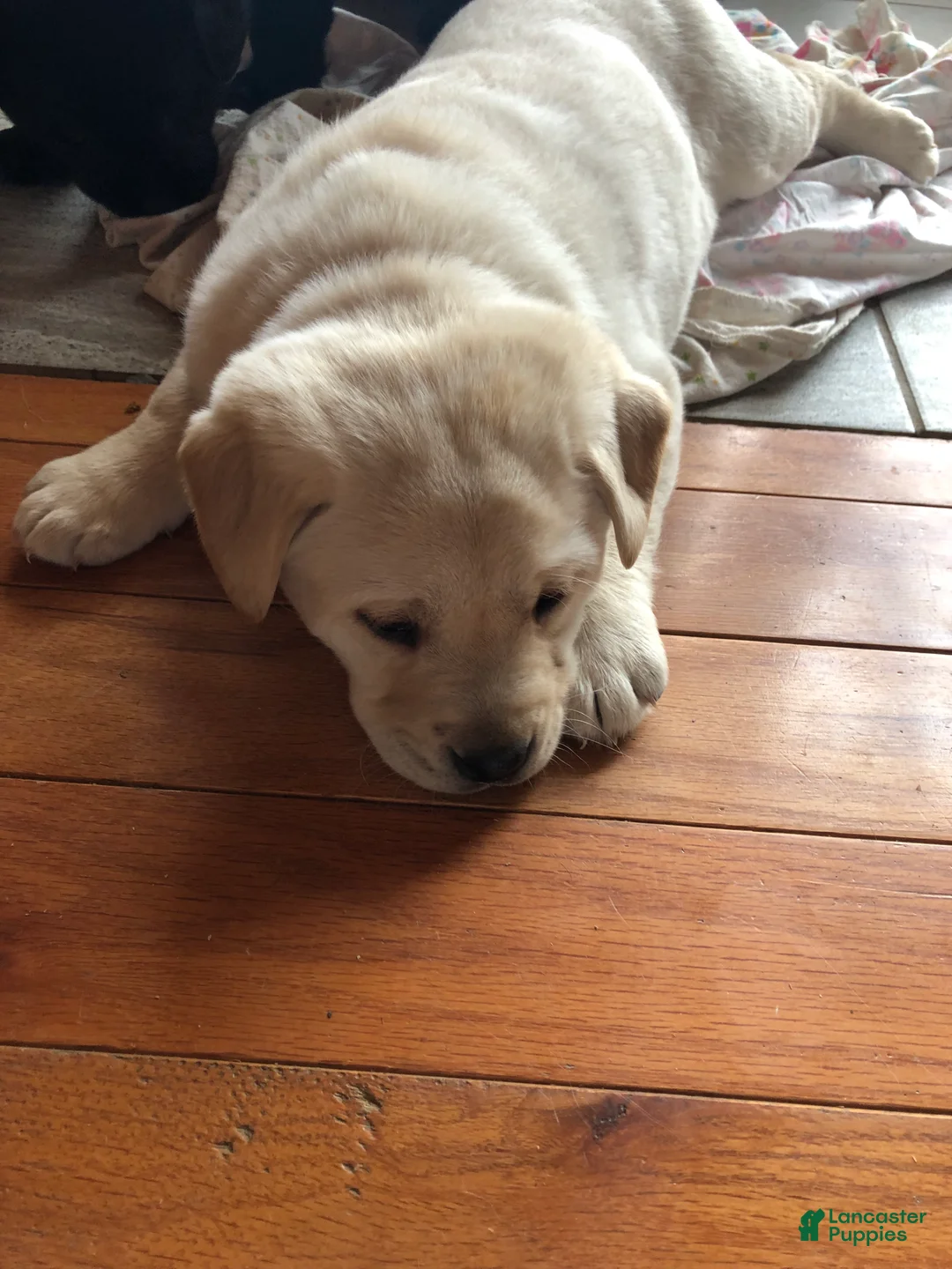 Labrador Retriever dogs for sale: Marley - Ad 6