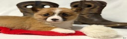 Welsh Corgi Pembroke dogs for sale: Boots - Ad 2