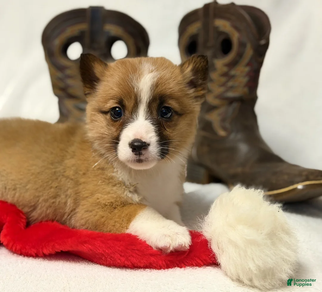 Welsh Corgi Pembroke dogs for sale: Boots - Ad 2
