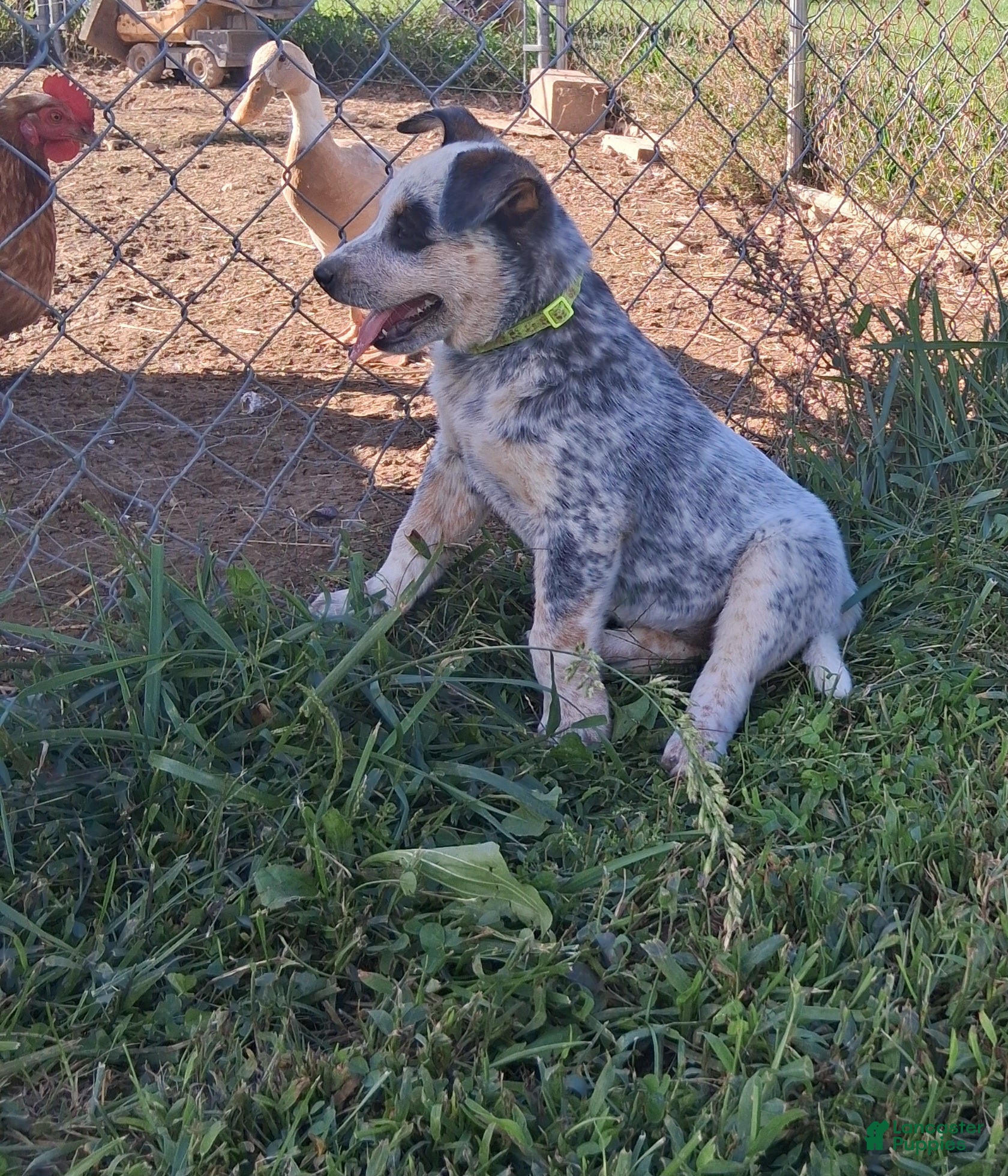 Australian Cattle Dog dogs AKC Australian Cattle Dog Miss Kit Kat    - Ad 2