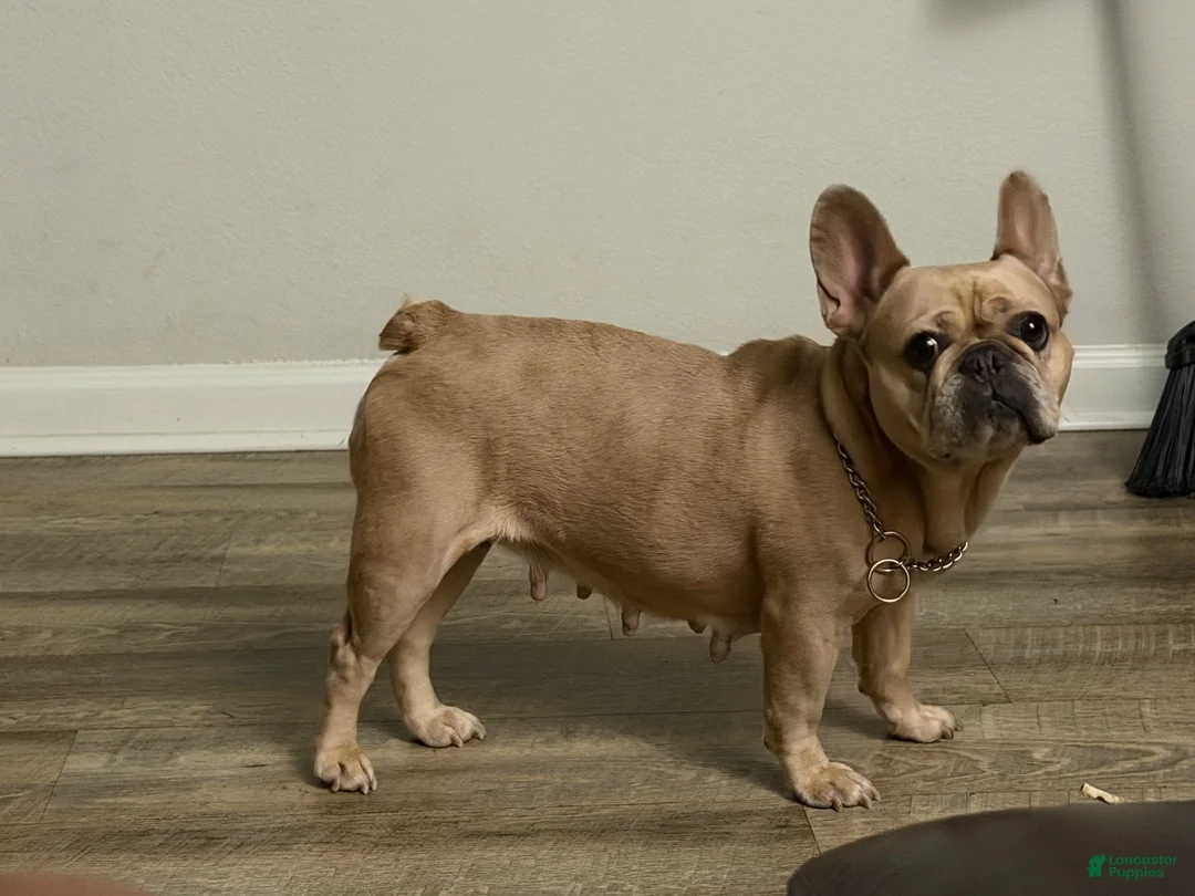 French Bulldog dogs for sale: French Bulldog 1 - Ad 8