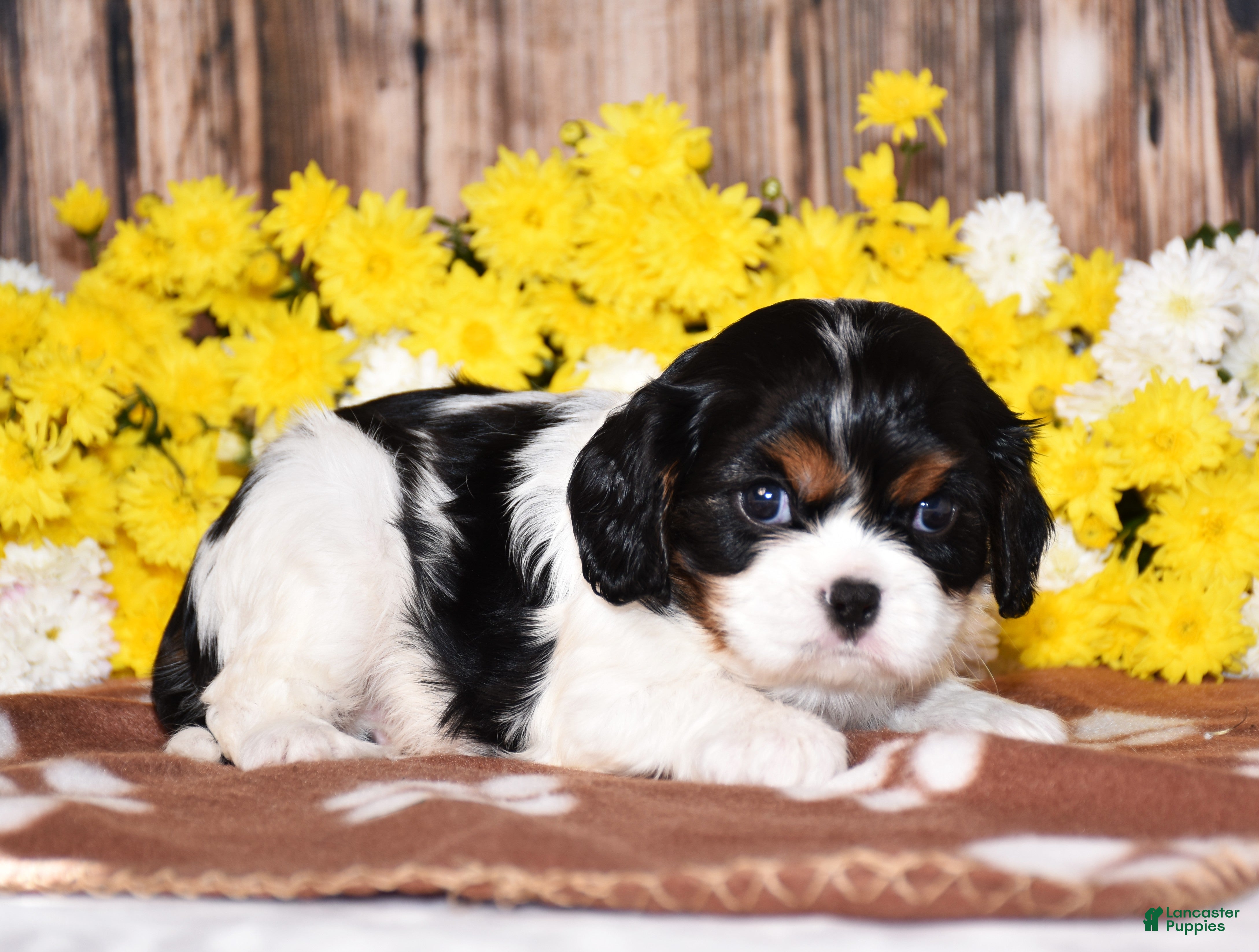Cavalier King Charles Spaniel dogs Gorbi - Ad 1