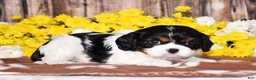 Cavalier King Charles Spaniel dogs for sale: Gorbi - Ad 1