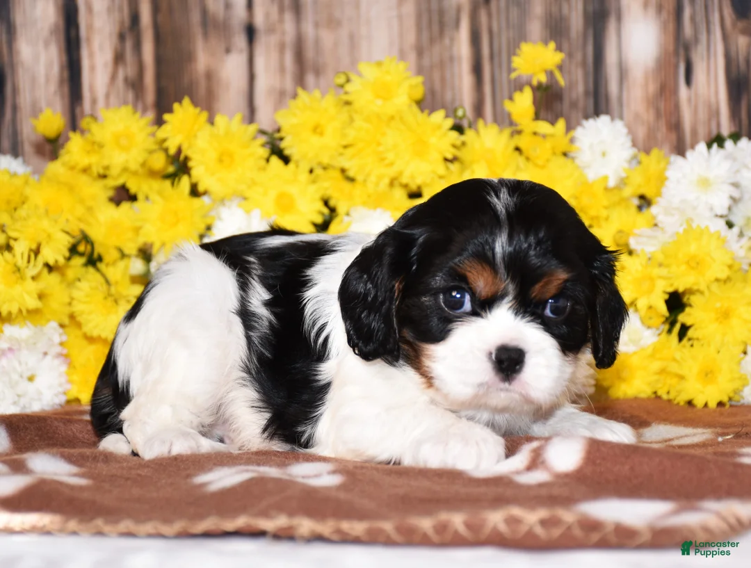 Cavalier King Charles Spaniel dogs for sale: Gorbi - Ad 1
