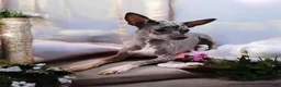 Mixed Breed dogs for sale: Jack - Ad 4