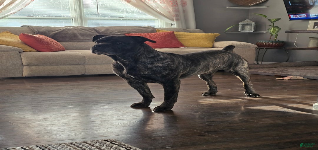 Gallery Image {{count}}