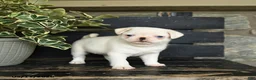 Pug dogs for sale: Flapjack - Ad 2